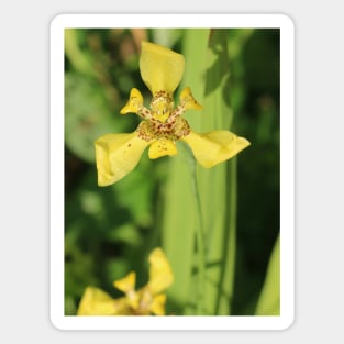 Yellow lily blossom on bright green background Magnet